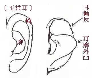 耳骨 面相